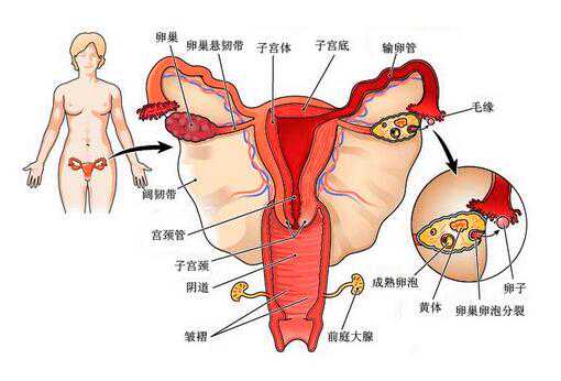 二胎备孕月经正常却难怀孕的常见因素与应对策略